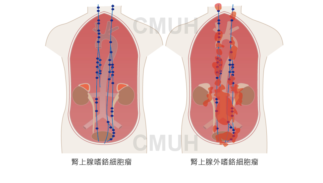 腎上腺01