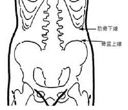 肋骨下緣與骨盆上緣