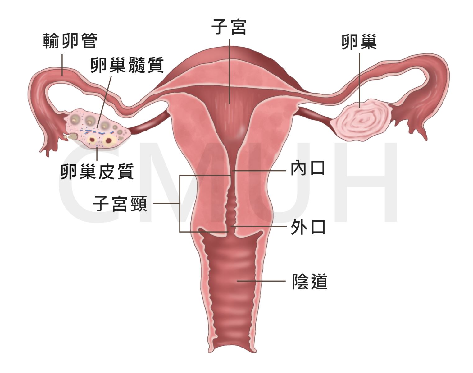 卵巢解剖结构示意图图片
