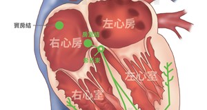 心臟解剖構造