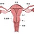 輸卵管