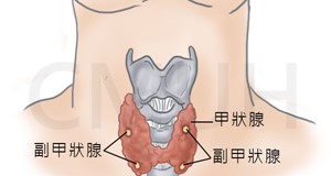 甲狀腺構造介紹