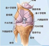 認識退化性膝關節炎