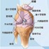 認識退化性膝關節炎