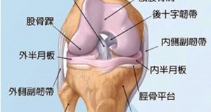 認識退化性膝關節炎