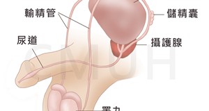 性腺介紹