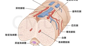 男性性高潮時的生理結構變化