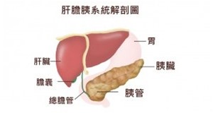 愛肝檢查