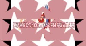 【影音】腎臟的位置及組織結構