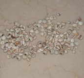 中藥減重 從體質下手