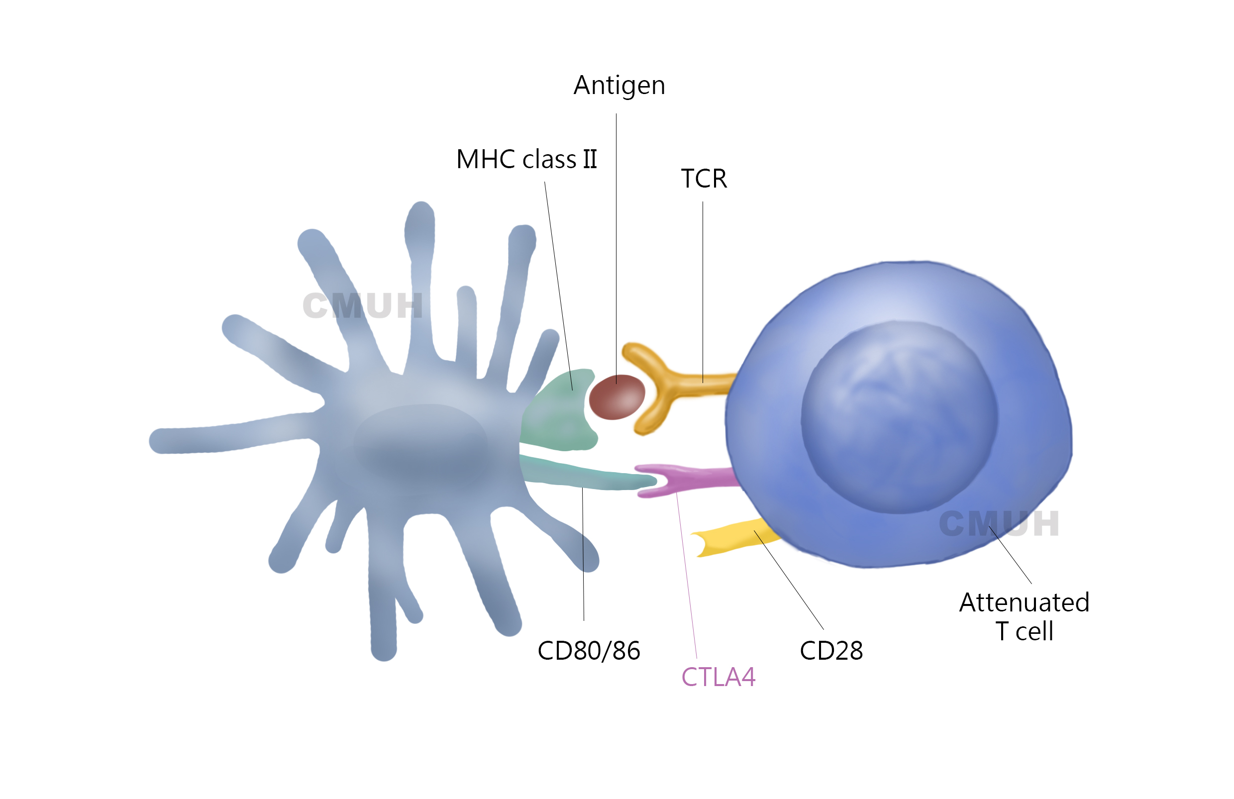 高度惡性皮膚癌!黑色素瘤