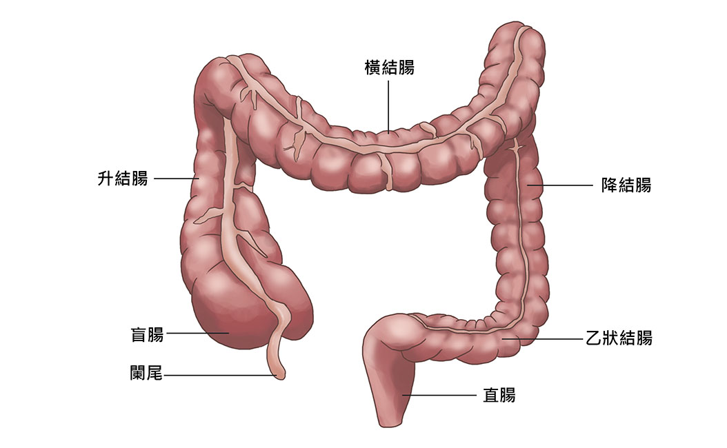 大肠的体表投影图片