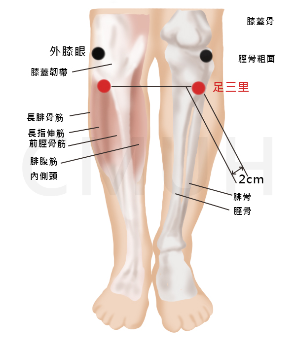 足三里