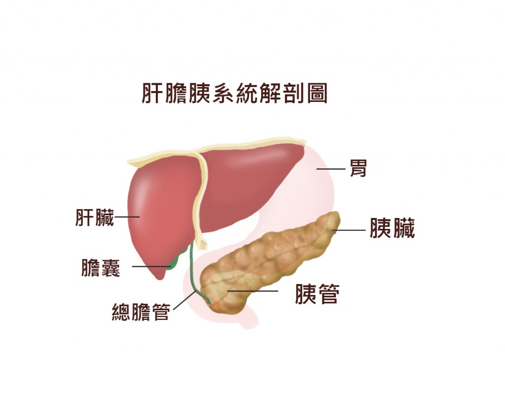 肝膽胰臟