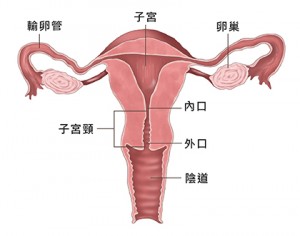 輸卵管