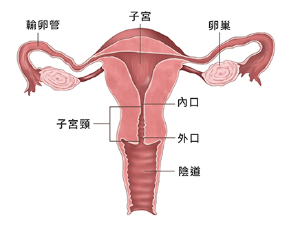 披衣菌感染