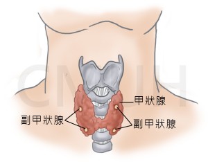 甲狀腺