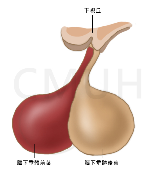 腦下垂體前葉