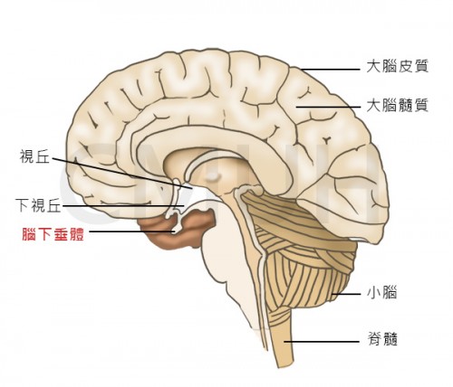 腦下垂體