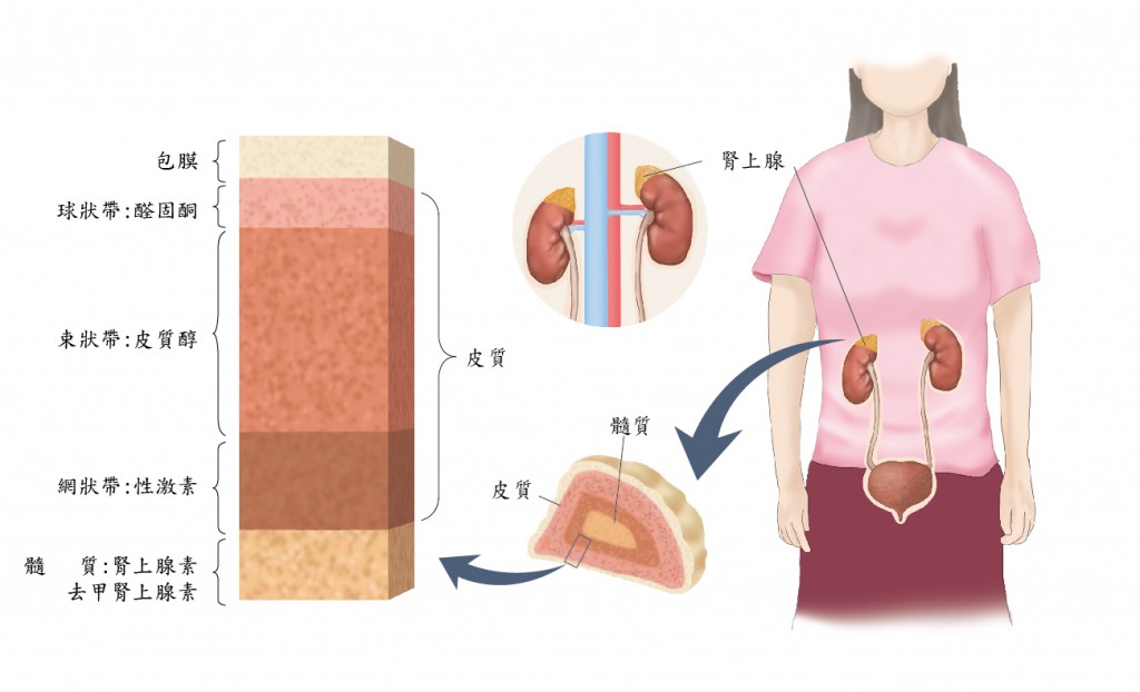 腎上腺