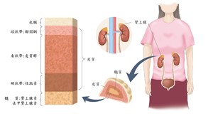 腎上腺介紹