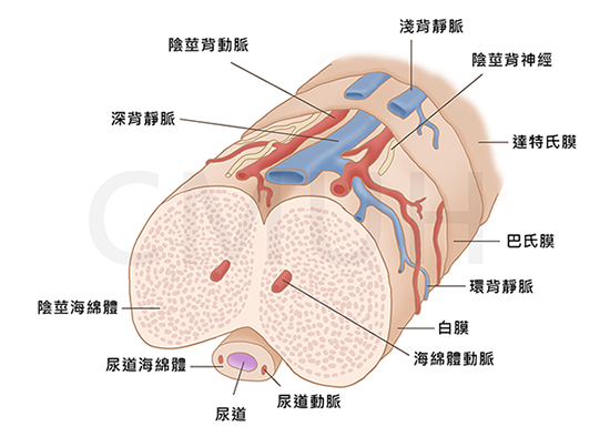 男性高潮構造